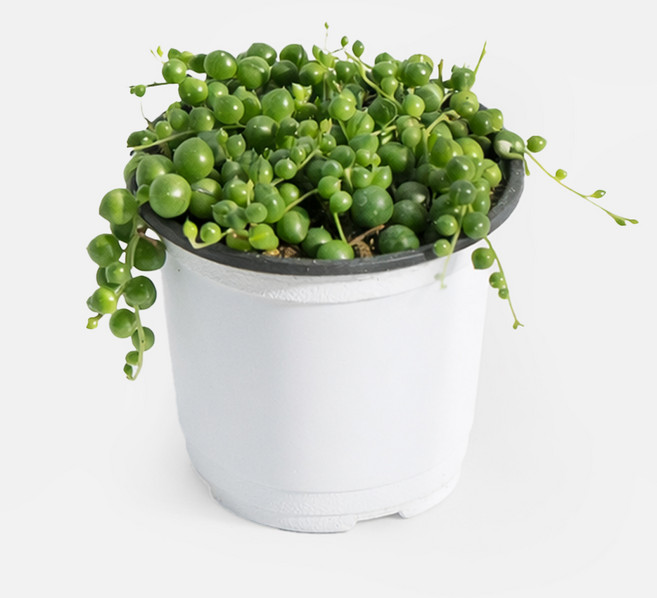 갑조네 콩란 녹영 방울선인장 콩선인장, 1개, 단일