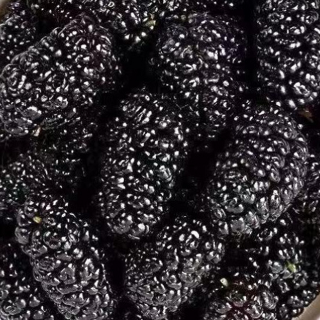 [농장당일직송] 고당도 국산100% 냉동 오디, 1개, 1kg