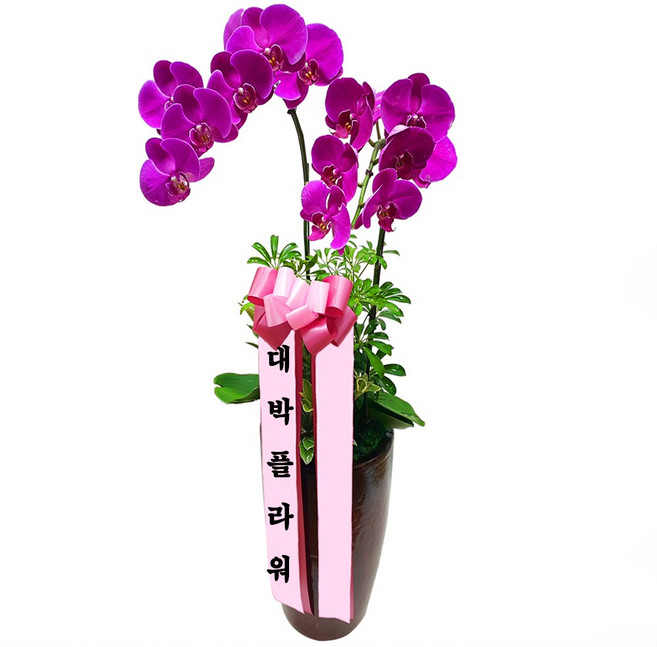 대박플라워 핑크호접 서양란 승진선물 취임란 영전 이전 개업선물 부모님선물 꽃배달, 1개