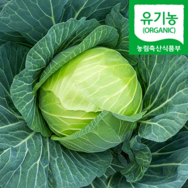 유기농 양배추 국내산 아삭 신선, 1박스, 2kg