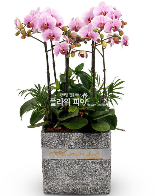 플라워피아 서양란 동양란 축하화분배달 개업 승진 취임 고급선물, 10.체리, 1개