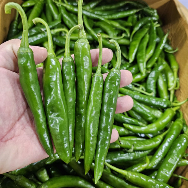 아빠농산 국내산 못난이 청양고추, 1박스, 1kg