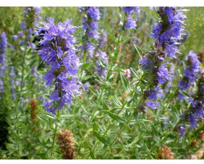 히솝 Hyssop 씨앗 밀원식물로 유명한 허브 200립, 1개