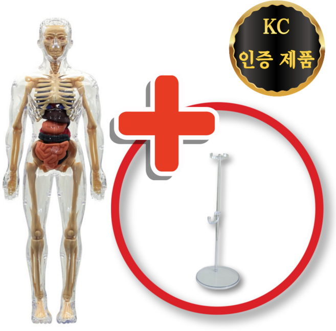 인체 모형 만들기 세트 교육 교구, 1개