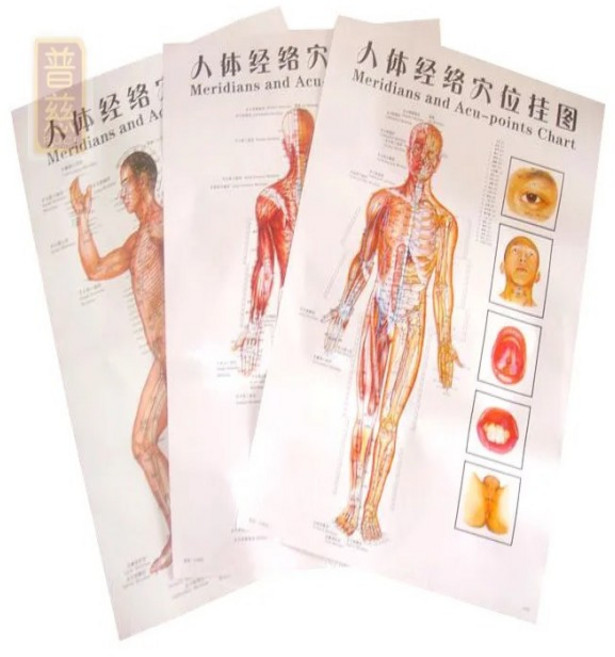 인체 경혈 침술 포인트 건강 치료 의료 마사지 지도 중국어-영어 3 개/세트