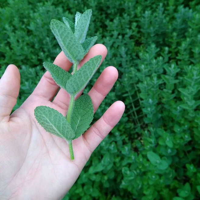 맹다혜씨네작은텃밭 애플민트 생잎 (모히또용), 50g(큰잎), 1개