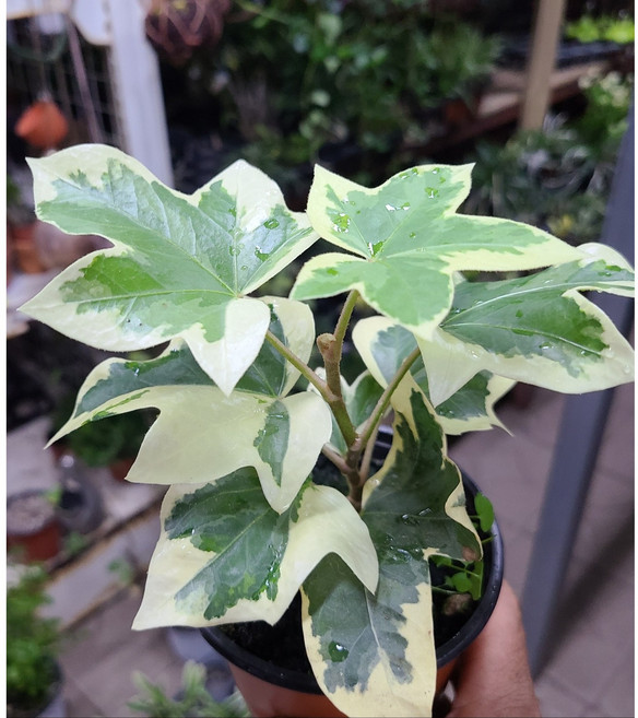 행복한꽃순이/﻿헤데라아이비/무늬아이비, 1개