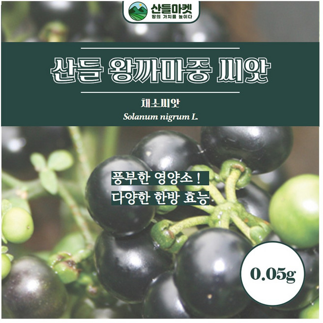 산들마켓 왕까마중 씨앗 0.05g 풍부한 영양 한방 효능 산천왕 까마중씨 종자, 1개