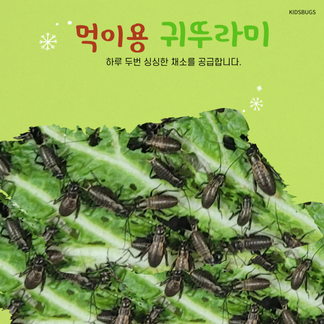 쌍별 귀뚜라미 파충류 양서류 먹이, 100개, 핀헤드