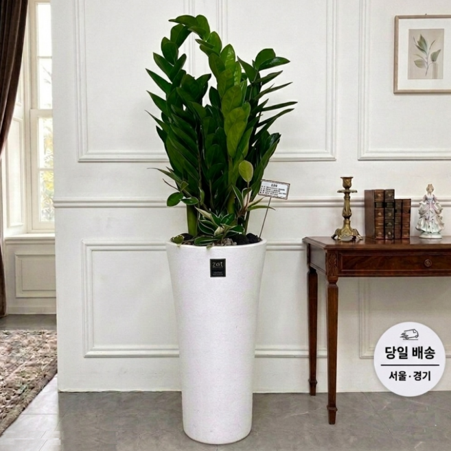 에코플랜트(서랍형받침증정+리본+당일배송) 금전수 개업 사무실 이전 병원 개원 식당 개업식 축하 화분, 01.금전수, 1개