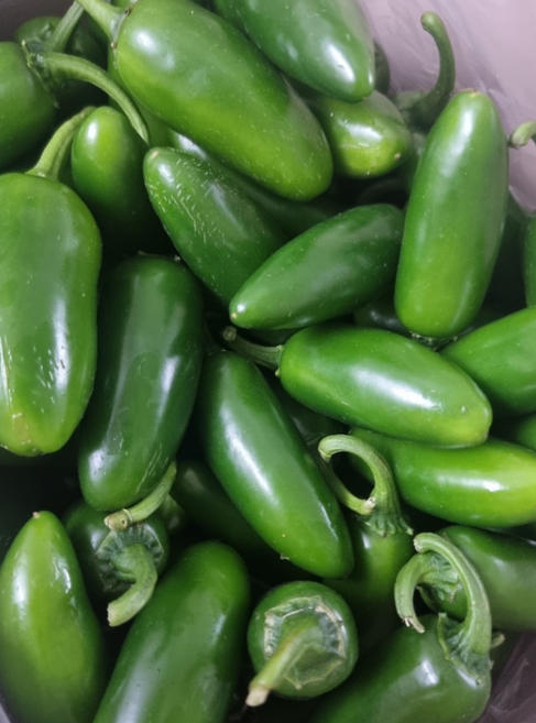 농가직송 할라피뇨 생고추 생할라피뇨, 1개, 2KG