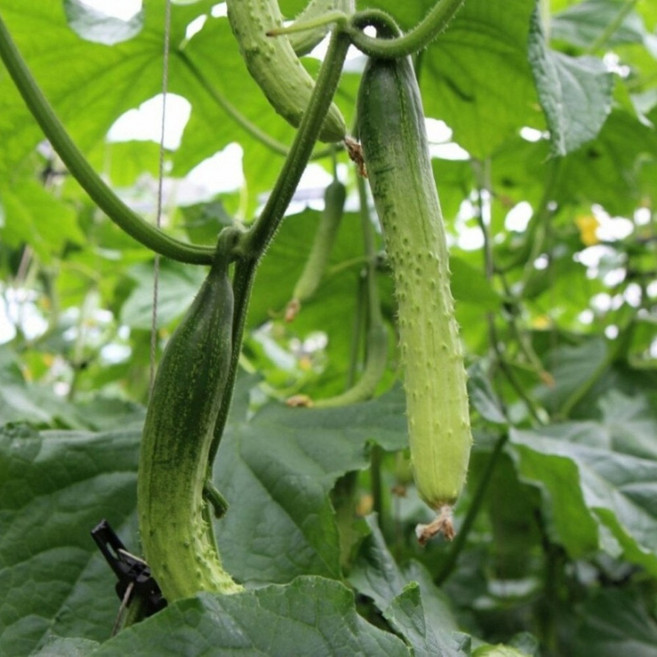 백오이 아삭한 신선 백다다기 오이 가정용 식자재용, 1박스, 1kg