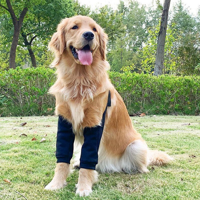 狗狗前腿保護套 護肘護膝 加厚犬用腿套, 1個, 鼕季加絨 黑色卡扣護肘服,L 建議體重20-35斤