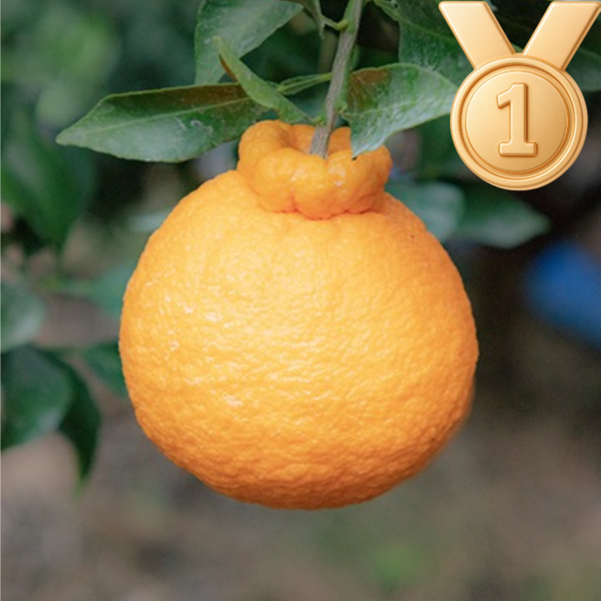 [농장직송]재구매 1등 고당도 한라봉 가정용 선물세트, 1박스, 5kg 특품 중대과