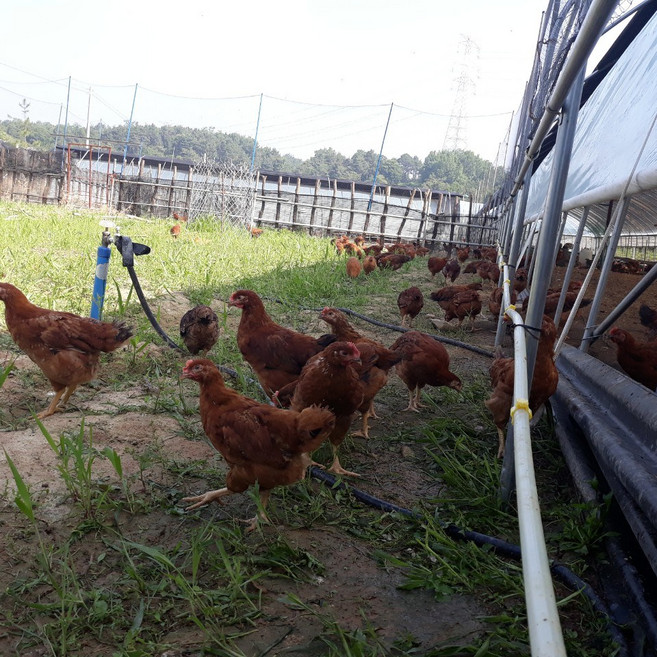 한국인의 밥상이 인정한 계룡산 토종닭 (20호) chicken, 3개