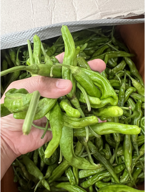 국내산 꽈리고추 못난이 찜용 햇 고추, 1개, 꽈리고추 상 500g