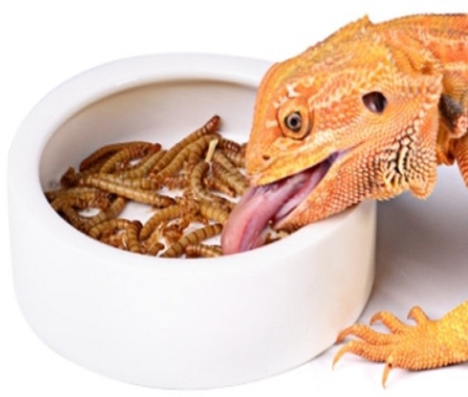 세라믹 웜디쉬 소사이즈, 1개