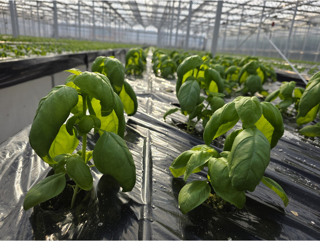 바질 큰잎 생잎 페스토용 500g + 100g 중량UP, 1개