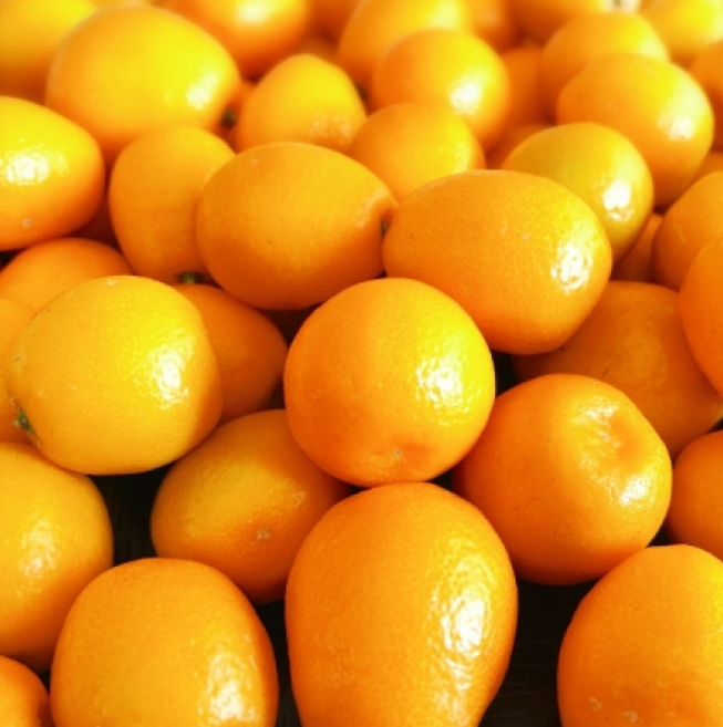 모두의보부상 한정수량 스페셜혜택가 제주 금귤 낑깡, 1박스, 대과 500g