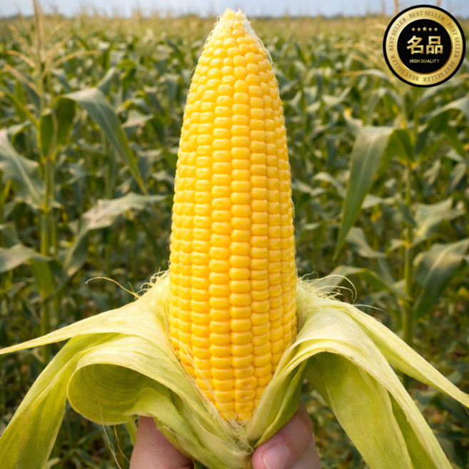 강원도 손질 초당옥수수 특품, 1개, 특상품 10개