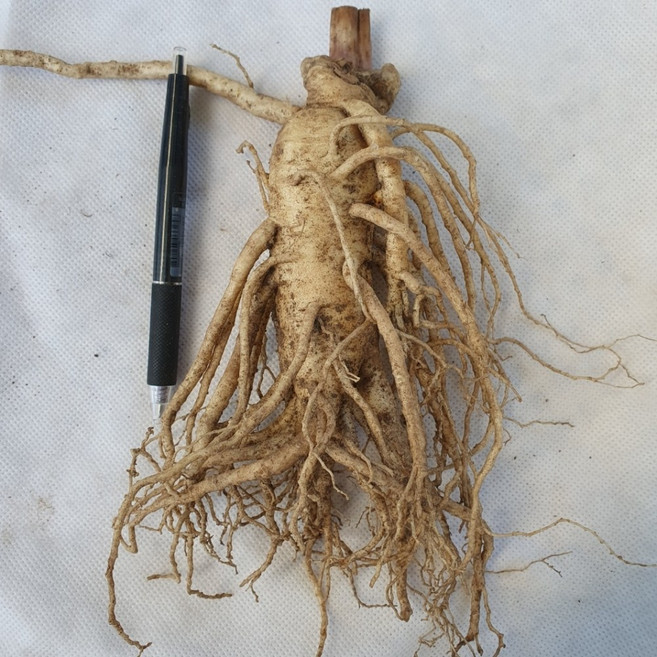 금산인삼 5년근 6년근 750g 6뿌리 1kg 8뿌리 원수삼 선물용 인삼주용 홍삼용 달임용, 750g(6뿌리) 비세척, 1개