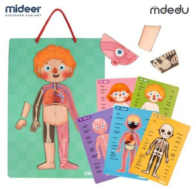 미디어 자석퍼즐로 알아가는 우리 인체 / 어린이집 유치원 수업교구 그림자석 자석놀이 과학교구 아동 학습놀이 유아 선물