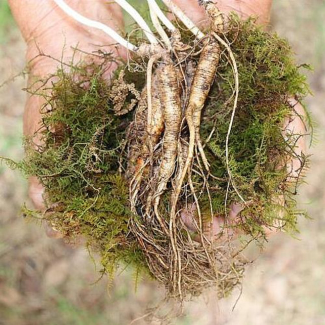 프리미엄 산골짜기 최상급 원기회복 건강지킴이 강원도 횡성 산양삼 9-10년근 파삼 100g, 파삼100G, 1개