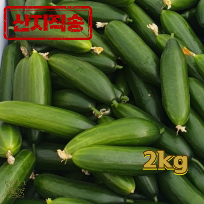 밭상로그 국내산 미니오이 피클용 스낵오이 산지직송 오이지 소박이 한입오이, 1박스, 2kg(16~24개)