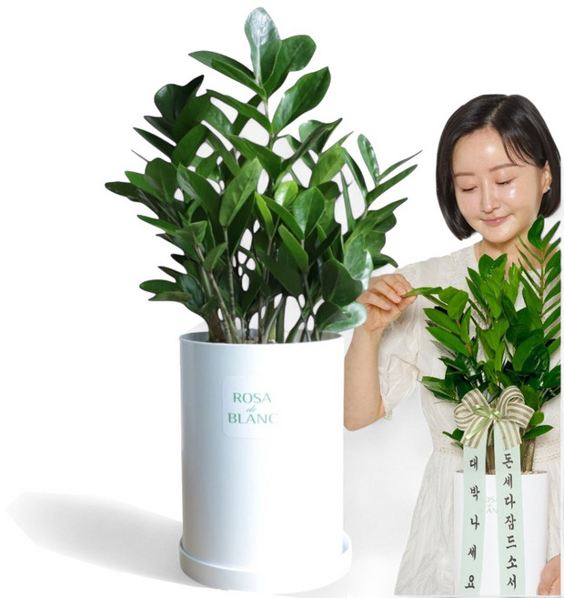 [축하카드증정] 금전수 화분 개업 축하화분 승진 집들이 선물 1위, 금전수 중형_국산PP화분, 1개