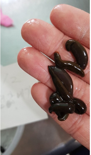 거머리 중대(통통한중짜) 메기 장어낚시용