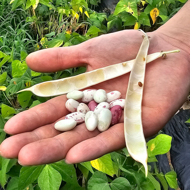 농랑부랑 2025년 유기농 강낭콩 국산 강낭콩 호랑이강낭콩 1kg, 1개, 호랑이강낭콩1kg