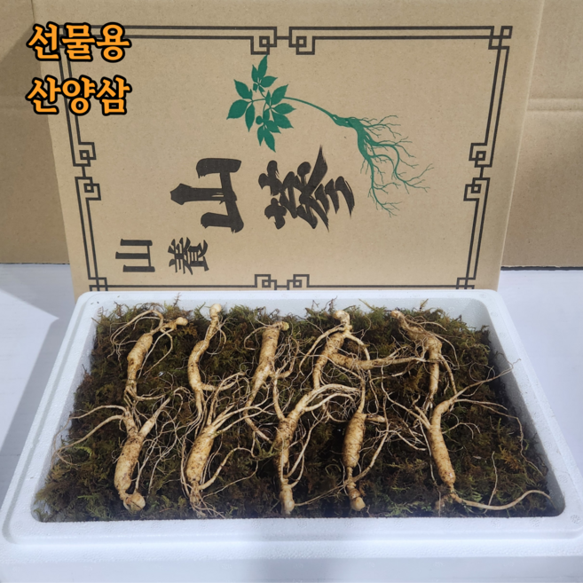산삼 강원도 인제 산양삼 1200고지 장뇌삼 야생 방치 산양산삼, 1박스, 8년근(특상품)선물용 5뿌리