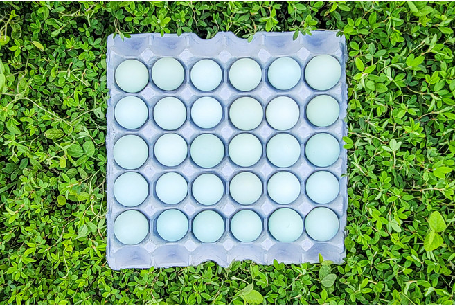 전남곡성 청계란 청계 유정란 산지직송 20구/30구 중란, 20구, 1개