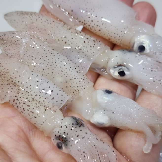 호래기 꼴뚜기 호래기회 당일경매, 1개, 200g