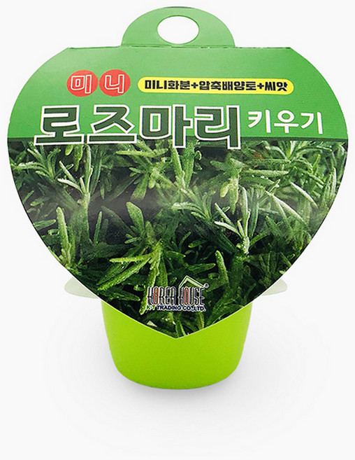 미니 로즈마리키우기 세트 / 허브씨앗 미니화분 식물재배세트/화분 랜덤컬러, 1개