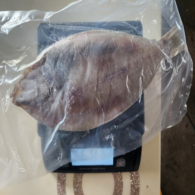 가자미 특대 (35cm 600g) 국내산 제수용 제사용, 선물용대500g, 1개