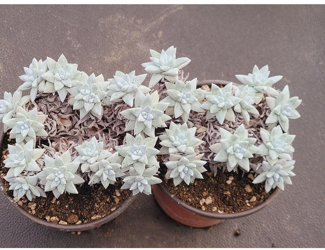 다육식물 화이트그리니 1+1 농장직송 로뎀다육