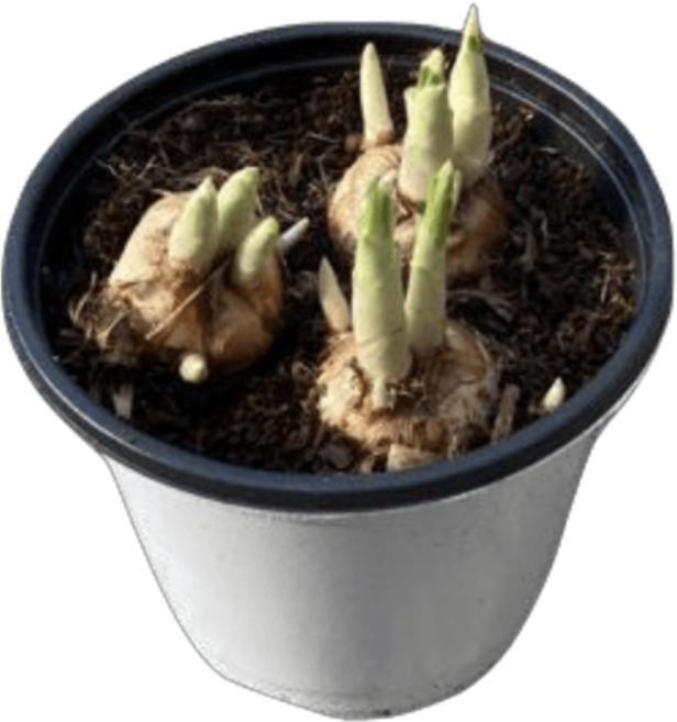 그린플랜트 꽃식물 크로커스구근(색상랜덤) 1+1