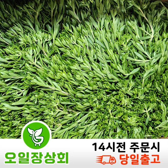 (오일장상회) 국내산 돌나물 돗나물 돈나물 1KG 2KG 4KG내외, 1박스, 4kg