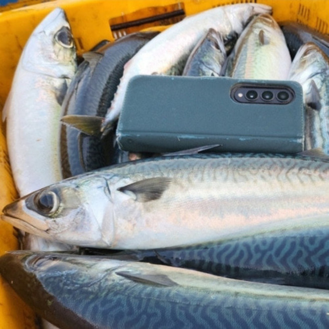 싱싱햇 국내산 급냉 고등어 참고등어 생고등어, 1박스, 3kg 10미내외, 급냉출고