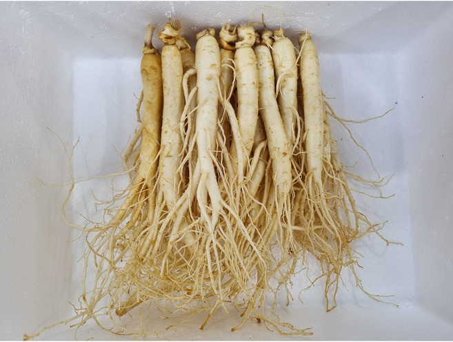 풍기인삼 6년근삼계500g(14-16뿌리)무료세척 튀김용 백숙용 삼계용 업소용 산지배송무료 현대만석인삼사, 500g, 1세트