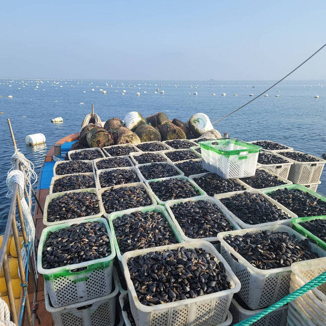 [해성수산] 당일채취 산지직송 청정해역 여수 가막만 국내산 세척 손질 홍합, 20kg, 1개
