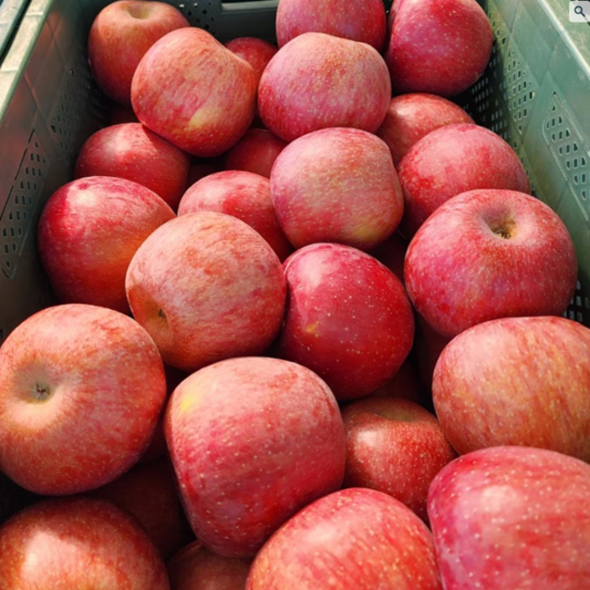 첫 출하 빨간 사과 4.5KG (무조건 발송), 1개, (22~30과) 소과