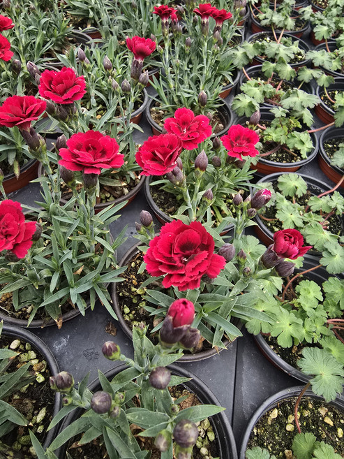 겹흑심패랭이 봄 여름 꽃모종 겹꽃 플라워테라피 식물