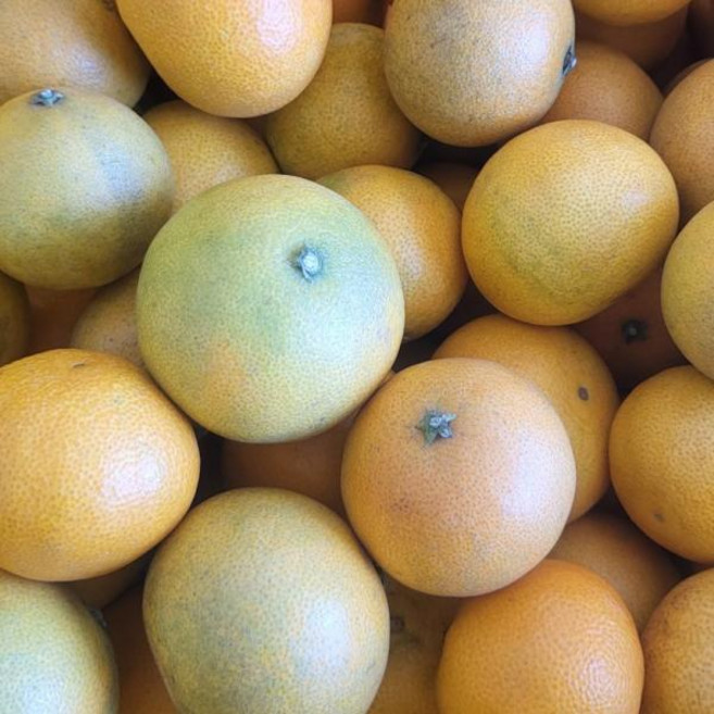 농장직송 제주도 고당도 황금향 5kg 랜덤과 못난이 흠집, 1개