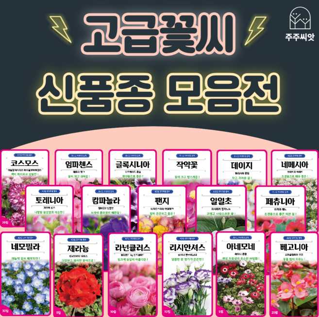 꽃씨 꽃씨몰 고급꽃씨 모음 허브씨 씨앗 다년생 꽃씨앗 봄 제라늄 작약 네모필라 페츄니아 팬지 리시안셔스 캄파뉼라 베고니아 일일초 임파첸스 라넌큘러스 아네모네, 48. 베고니아 슈퍼올림피아 레드 20립, 1개