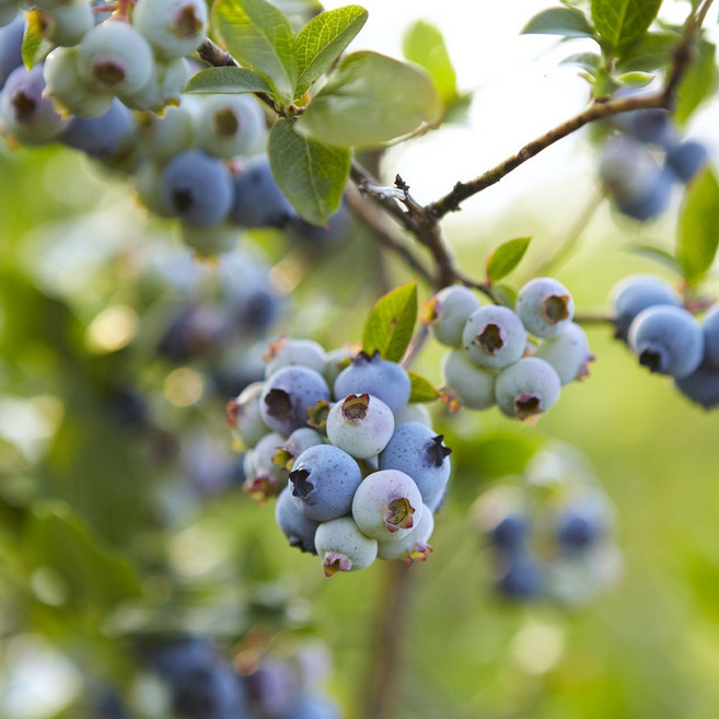 [충북농원] 스프링하이 블루베리 블루베리나무 묘목 - 포트묘, 3년생/포트, 1개
