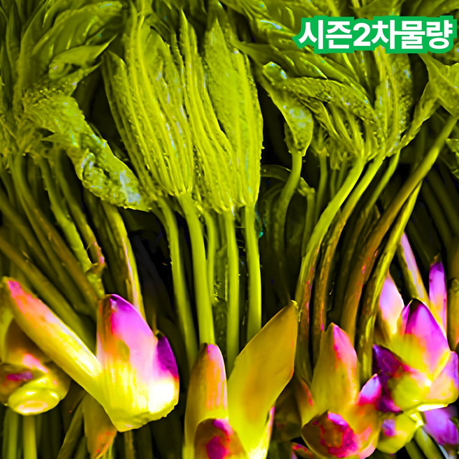 [시즌딱100박스] 봄이오는 향긋향긋 개두릅 엄나무순, 1박스, 500g