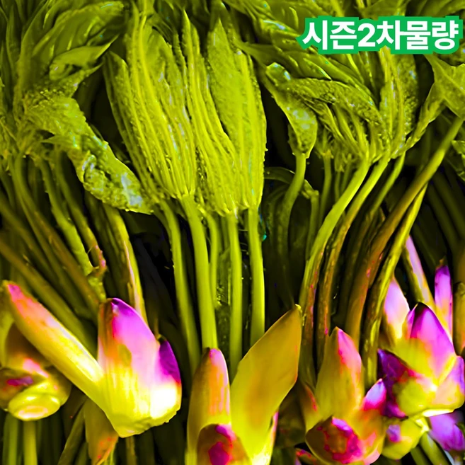 [시즌딱100박스] 봄이오는 향긋향긋 개두릅 엄나무순, 1박스, 500g - 쿠팡