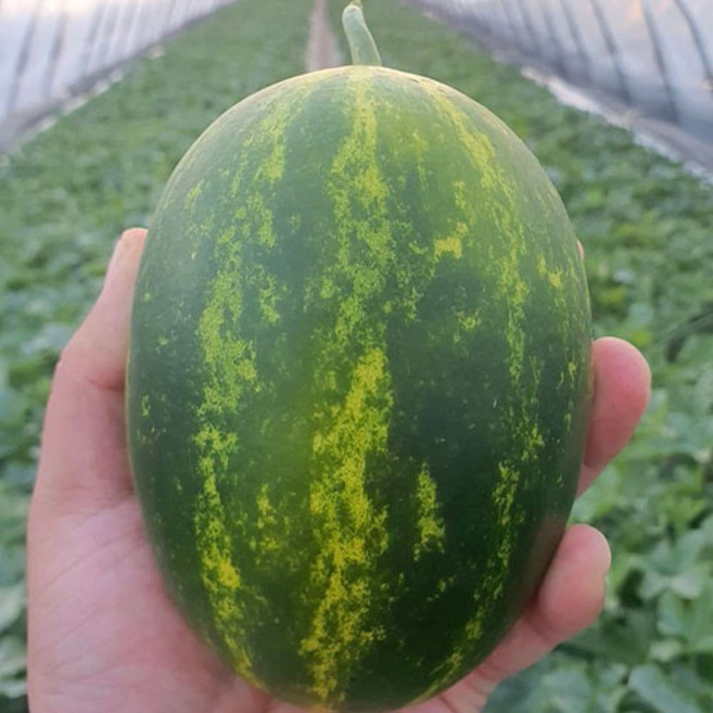 파파야메론 달콤한 멜론 산지직송, 1박스, 10kg(특품)